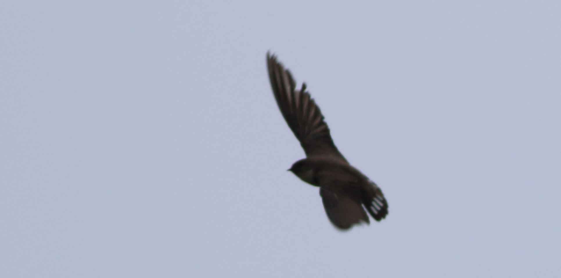 Eurasian Crag-Martin